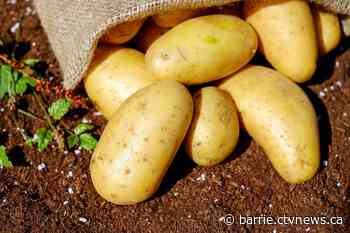Peel over to the Alliston Potato Festival