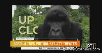 Pittsburgh Zoo's new VR experience puts you right in the jungle with gorillas - CBS Pittsburgh