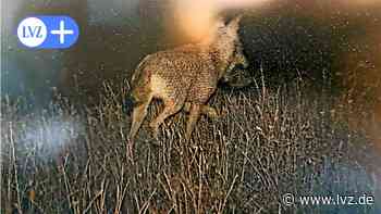 Wölfin aus Borna bei Oschatz schon wieder in Fotofalle getappt - Leipziger Volkszeitung
