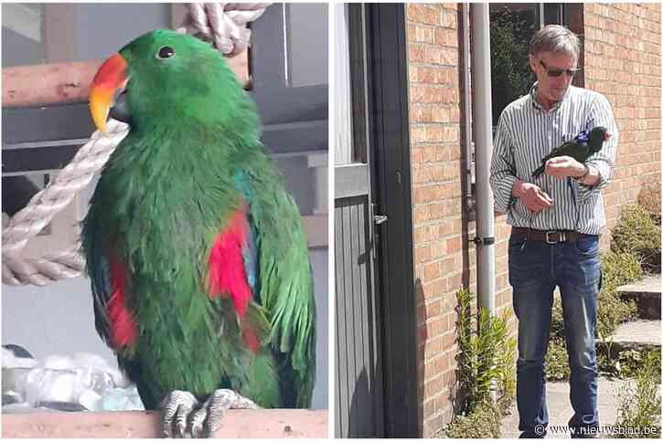 Stefaan (60) wanhopig op zoek naar edelpapegaai Kiwi: “In deze temperaturen heeft hij snel water nodig”