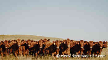 Nebraska Integrated Beef Systems hub now named Beef Innovation