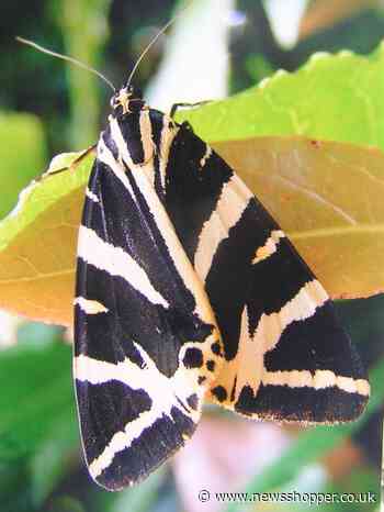 Nature Notes: The spread of the tiger moth