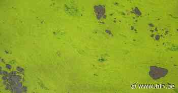 Blauwalgen vastgesteld in kanaal Gent-Oostende nabij Brugge: er geldt tijdelijk captatieverbod - Het Laatste Nieuws
