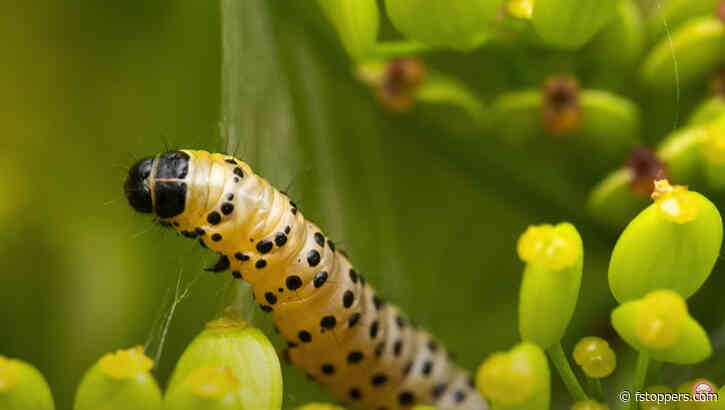 How to Take Sharp Handheld Macro Photos