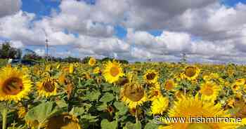 We visited a huge field of sunflowers in Dublin and it was breathtaking - Irish Mirror