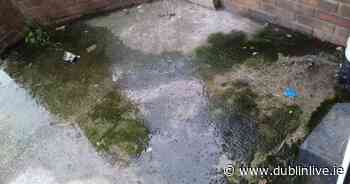 Family of Dublin man with cancer worried over 'disgusting' sewage outside front door of flat - Dublin Live