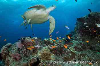Australia to protect Great Barrier Reef by banning coal mine - St Helens Star