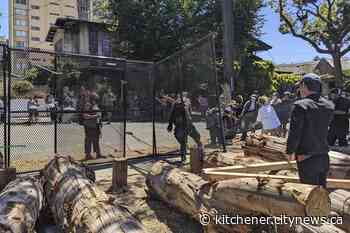 Protesters stop construction at Berkeley's People's Park - Kitchener.CityNews.ca