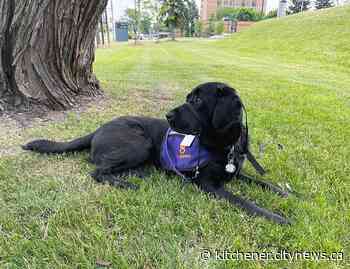 CMH first hospital in Canada to deploy dedicated facility dog - Kitchener.CityNews.ca