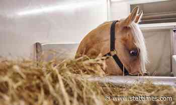 A tale of resilience in the live animal transport sector - STAT Times