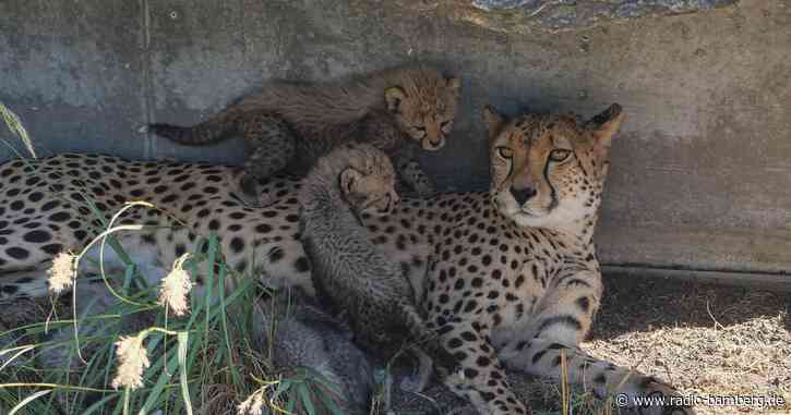 Fünflinge bei den Geparden in Wilhelma