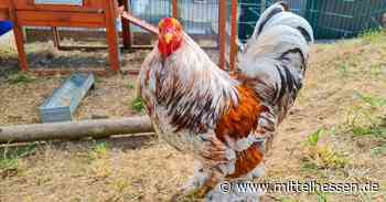 In Tiefenbach lachten nicht nur die Hühner - Mittelhessen
