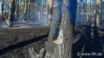 Flammen auf 5.000 Quadratmetern: Großer Waldbrand bei Neu-Anspach - HIT RADIO FFH