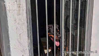 Rinchiusi in uno spazio angusto, senza né acqua né cibo: salvati tre cani