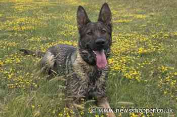 Police dog tracks down suspect in Dartford woodland after 120mph chase