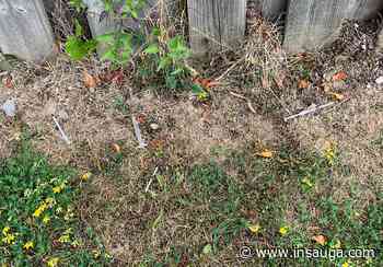 Syringes spotted near Brampton school spark a warning | inBrampton - insauga.com