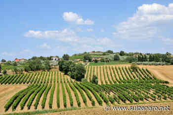 C'è anche la Cantina di Carpi e Sorbara tra le aziende del progetto “Legàmi di Vite” - SulPanaro