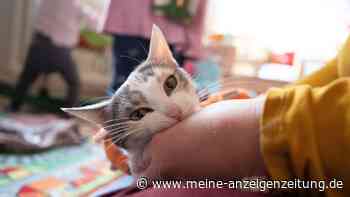 Katzen – Vorsicht bei Zecken- und Flohmitteln mit Permethrin