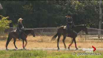 New details about the professional rodeo coming to Langley in September - Global News