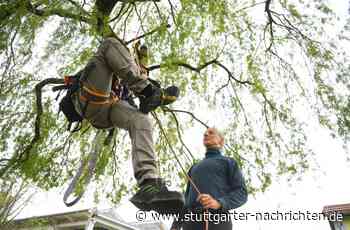 Hochschule Ravensburg-Weingarten: Professor wegen Baumbesetzung vor Gericht - Stuttgarter Nachrichten