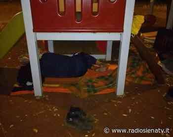 Profughi di San Marco, lettera aperta al sindaco De Mossi: “L’ordinanza anti-bivacco è una risposta inadeguata al problema” - RadioSienaTv