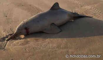 Toninha é encontrada morta na Praia do Gi, em Laguna - HC Notícias