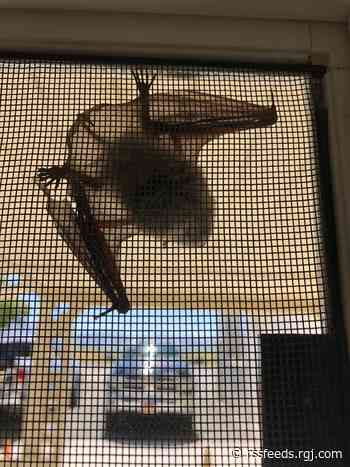 Firefighters leave Station 30 in Washoe Valley after bats take over building