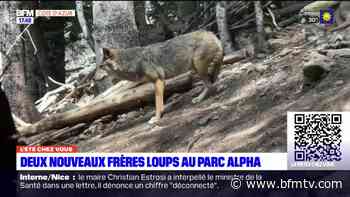 "L'été chez vous" à Nice part à la découverte des nouveaux loups du parc Alpha - BFMTV