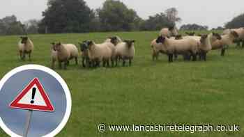 Farmer furious after his sheep, who lost an ear in dog attack, has sadly died