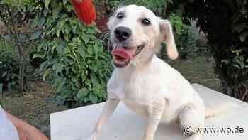 Marsberg: Diese vier Welpen suchen ein neues Zuhause - WP News