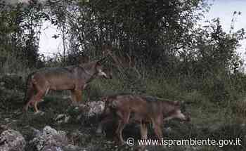 A Superquark il monitoraggio nazionale del lupo coordinato dall'ISPRA - Ispra