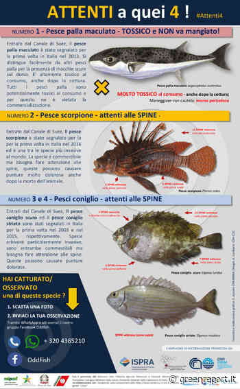 Alieni nel Mediterraneo, Ispra e Cnr mettono in guardia contro 4 specie - Greenreport: economia ecologica e sviluppo sostenibile