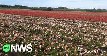 Hitte kan een spelbreker zijn voor Brussels bloementapijt, zegt begoniakweker uit Destelbergen - VRT NWS