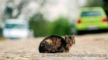 Katze im Harz absichtlich überfahren? Polizei fahndet nach Fahrer