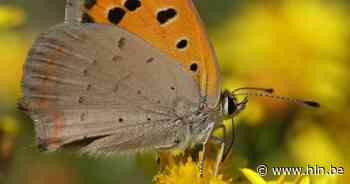 Gezinswandeling met uitleg over dagvlinders | Brakel | hln.be - Het Laatste Nieuws