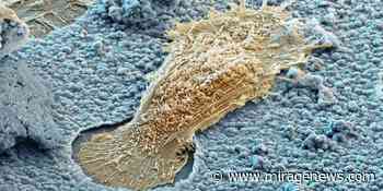 Textbook comes to life: Augmented reality for dental specialists - Mirage News