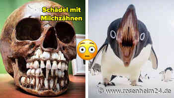 21 Bilder, die verstörender sind als eine Spinne im Klo