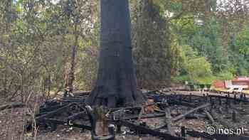 Reddingsactie afgebrande monumentale boom Eindhoven: 'Alles geven wat nodig is' - NOS