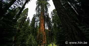 's Werelds hoogste boom mag niet meer bezocht worden, overtreders riskeren boete tot 5.000 dollar en zelfs gevangenisstraf - Het Laatste Nieuws