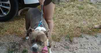 Belgisch gezin bindt hond zonder water aan boom op snikhete parkeerplaats in Nederland - Het Laatste Nieuws