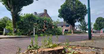 De ene boom is de andere niet: Gilze en Rijen kijkt voortaan naar waarde van bomen - BN DeStem