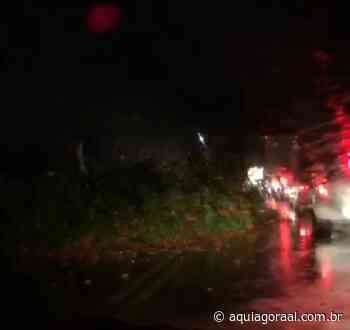 Vídeo: Árvore cai sobre trecho da rodovia entre Satuba e Pilar - AQUI AGORA ALAGOAS