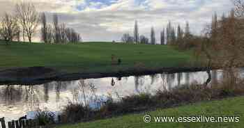 Dead fish appear in Basildon's Gloucester Park fishing lake and no one knows why - Essex Live