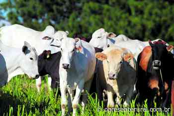 Cuidados com bezerros são fundamentais para garantia de um gado saudável e carne de qualidade - O Presente Rural