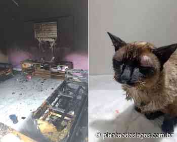 Saquarema: três gatos ficam feridos após homem atear fogo em casa de parente em Bacaxá - Plantão dos Lagos