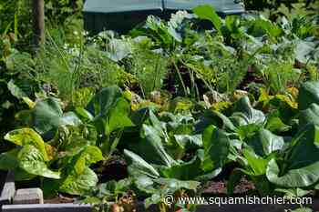 Two Northern B.C. First Nations get food security grants - Squamish Chief