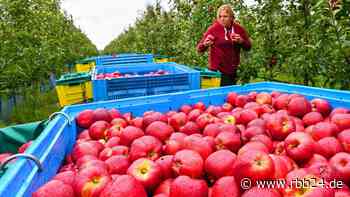 Landwirtschaft in Brandenburg: Obstbauern erwarten gute Apfelernte - rbb24