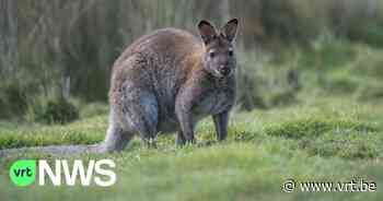 Politie vangt tweede wallaby op de dool in Herent - VRT NWS