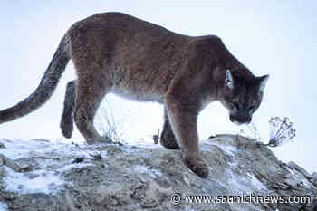 West Shore RCMP warn public after cougar sighted near Thetis Lake - Saanich News