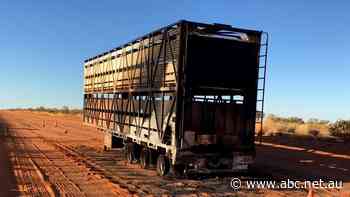 Cattle survive truck fire thanks to quick-thinking driver on notorious Tanami Road